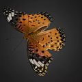 Vibrant Butterfly With Orange Wings Black Spots And White Wing Edges On Dark Background