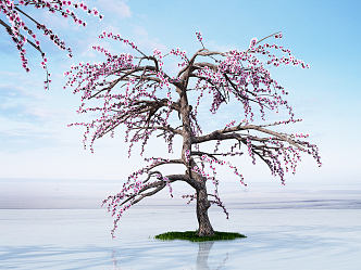 Modern Peach Tree 3d model