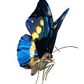 Butterfly 201316695 with colored wings 3d model