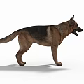 German Shepherd Dog Standing Alert With Brown And Black Coat On White Background