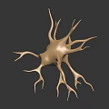 3D Model of Biological Neuron with Dendritic Branches and Organ Structure 3d model