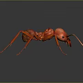 Red Ant 3D Render With Detailed Body Structure On Dark Background 3d model