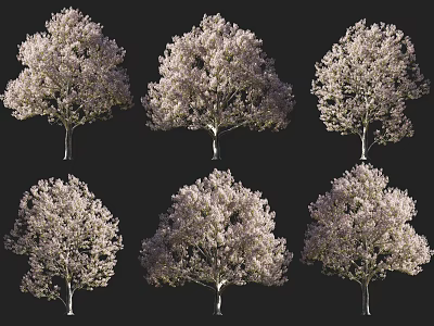 Six Beautiful Blooming Flowering Trees In Full Bloom Against Dark Background 3d model