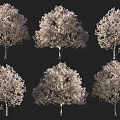 Six Beautiful Blooming Flowering Trees In Full Bloom Against Dark Background