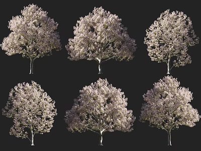 Six Beautiful Blooming Flowering Trees In Full Bloom Against Dark Background 3d model