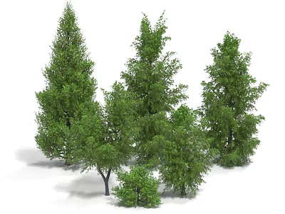 Lush Arbor Trees With Green Canopies And Different Heights In Natural Landscape 3d model