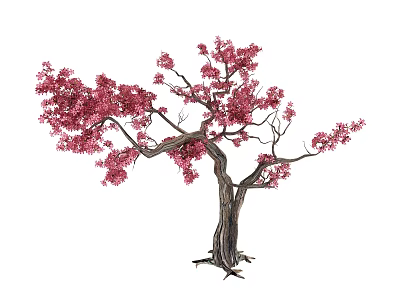 Arbor With Pink Blooming Blossoms And Elegant Textured Branches 3d model