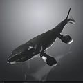 Whale 3D Model with Blue and White Coloration Fins and Tail on Dark Background