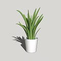 Indoor Decorative Potted Plant With Long Slender Green Leaves In White Pot