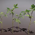 Multiple Slender Trunk Plants With Green Leaves And Shadow On Gray Background 3d model