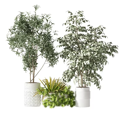 Decorative Bonsai Potted Plants With Various Green Foliage In White Pots 3d model