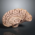 Human Brain Anatomical Model Displaying Detailed Cortex Structure And Neural Pathways 3d model
