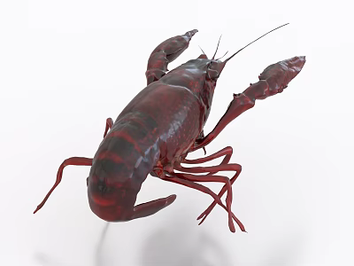 Realistic Red Crayfish As Seafood Delicacy 3d model
