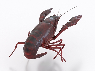 Crayfish Shrimp Seafood River Fresh 3d model