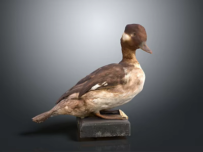 Detailed Duck Taxidermy Specimen Mounted On Black Base With Gray Background 3d model