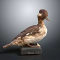 Detailed Duck Taxidermy Specimen Mounted On Black Base With Gray Background