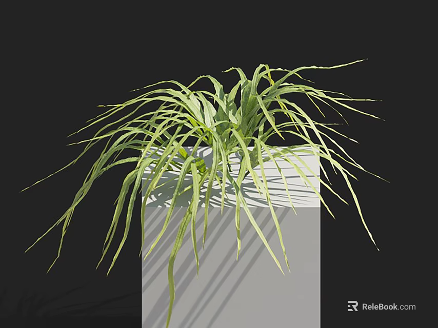 Green Shrub With Long Slender Leaves In White Square Planter On Black Background 3d model 
