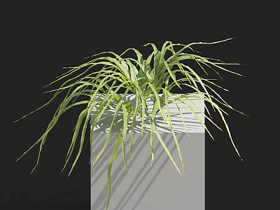 Green Shrub With Long Slender Leaves In White Square Planter On Black Background 3d model