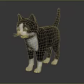 Black and White Cat with Blue Eyes Standing on Shiny Reflective Surface