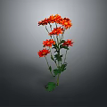 Orange Flowers Blooming with Vibrant Petals Green Stems and Fresh Leaves Against Dark Background
