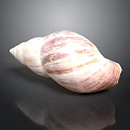 Pink And White Spiral Seashell On Smooth Black Surface With Reflection 3d model