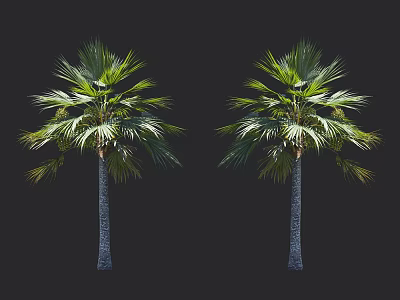 Tall Palm Trees With Lush Green Fronds And Sturdy Gray Trunks On Black Background 3d model