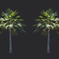 Tall Palm Trees With Lush Green Fronds And Sturdy Gray Trunks On Black Background