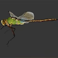 Green Dragonfly Flying With White Wings And Large Eyes Against Dark Background