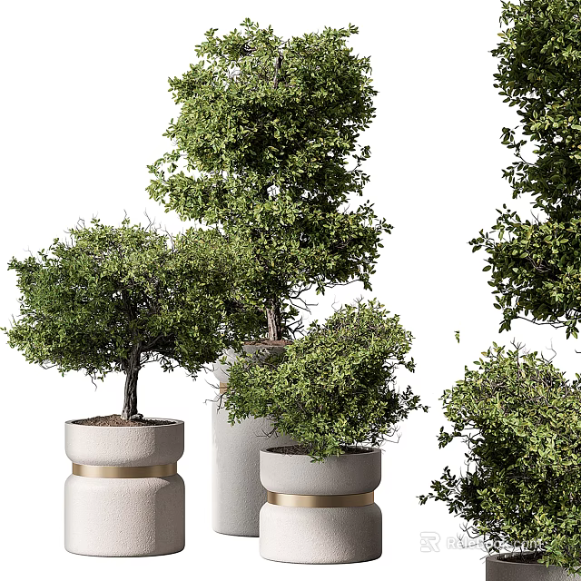 Lush Decorative Bonsai Potted Plants With Various Ceramic Pots And Green Foliage 3d model 