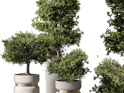 Indoor plants 3d model