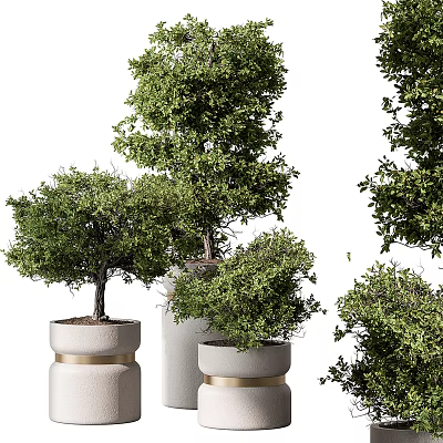 Lush Decorative Bonsai Potted Plants With Various Ceramic Pots And Green Foliage 3d model