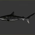 Realistic Aquatic Animal Shark With Sleek Dark Body And Sharp Fins On Shiny Surface