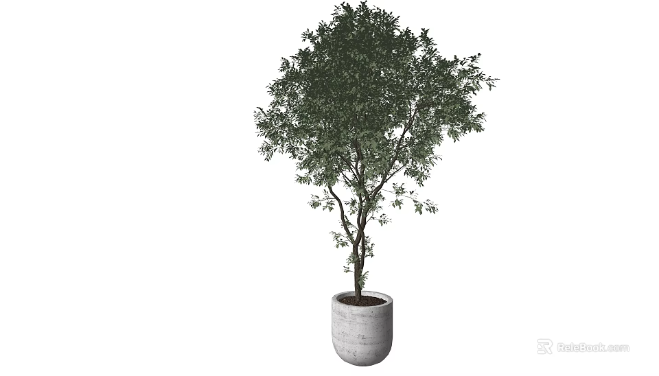 Lush Green Bonsai Plant with Elegant Branches in Modern White Pot for Home Decor 3d model 