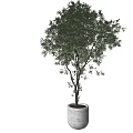 Lush Green Bonsai Plant with Elegant Branches in Modern White Pot for Home Decor