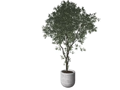 Lush Green Bonsai Plant with Elegant Branches in Modern White Pot for Home Decor 3d model