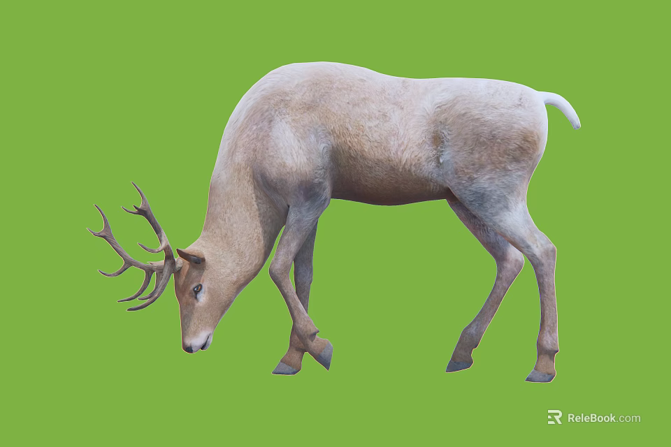 Light Colored Deer With Antlers Bending Head On Green Background 3d model 