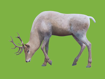 Light Colored Deer With Antlers Bending Head On Green Background 3d model