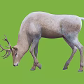 Light Colored Deer With Antlers Bending Head On Green Background