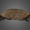 Brown Carapace Turtle With Intricate Patterns And Extended Limbs On Gray Background 3d model