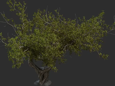 Natural Lush Green Arbor With Thick Textured Trunk And Leafy Branches 3d model