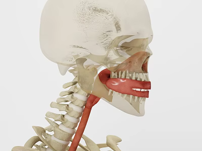 Modern human nasal cavity 3d model