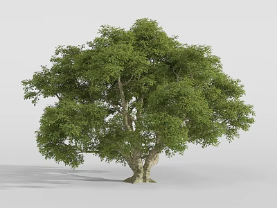 Single Lush Arbor With Thick Trunk Green Leaves And Dense Canopy On Gray Background 3d model
