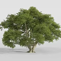 Single Lush Arbor With Thick Trunk Green Leaves And Dense Canopy On Gray Background