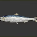 Shiny Blue And Silver Fish On Dark Background With Clear Reflection 3d model