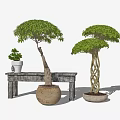 Bonsai Trees with Curved and Braided Trunks in Ceramic Pots on Wooden Bench