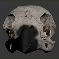 Anatomical Bird Skull with Long Sharp Beak Isolated on Gray Background