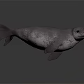 High Quality 3D Seal Character Model With Realistic Gray Color And Detailed Features