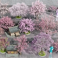 Peach Tree Sakura Tree Flower Tree Sakura Tree Falling Sakura Tree Peach Blossom Tree Opera Figure Game House 3d model