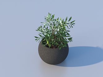 flowerpot potted plant green plant 3d model