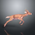 3D Rendering of Running Brown Deer With Antlers in Dark Background and Reflection